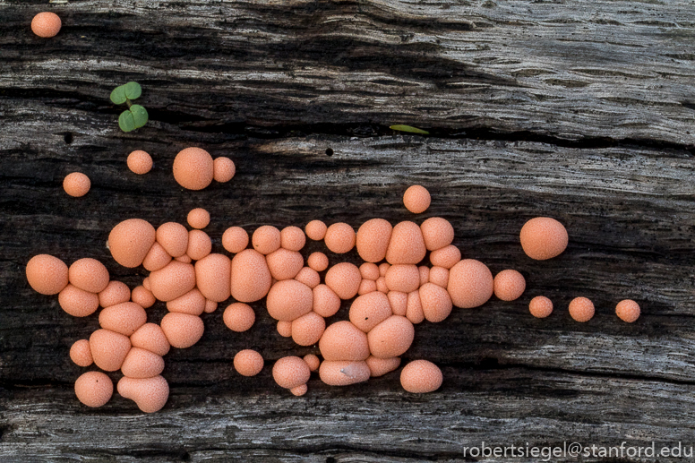 jasper ridge - slime mold